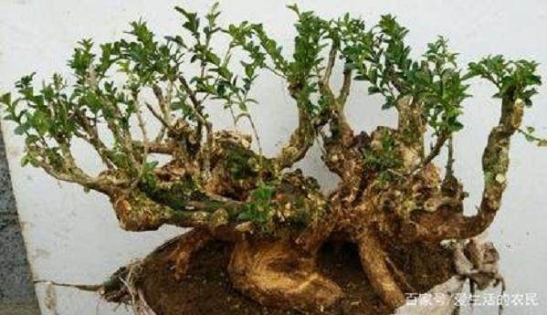 黄杨下山桩没有叶子能发芽成活吗?