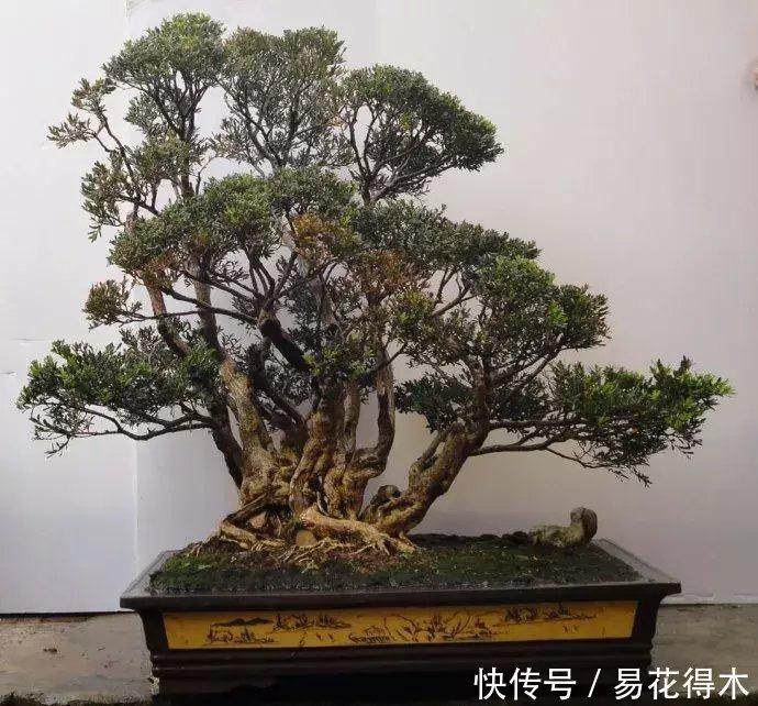 黄杨下山桩被砍头 还能发芽吗?