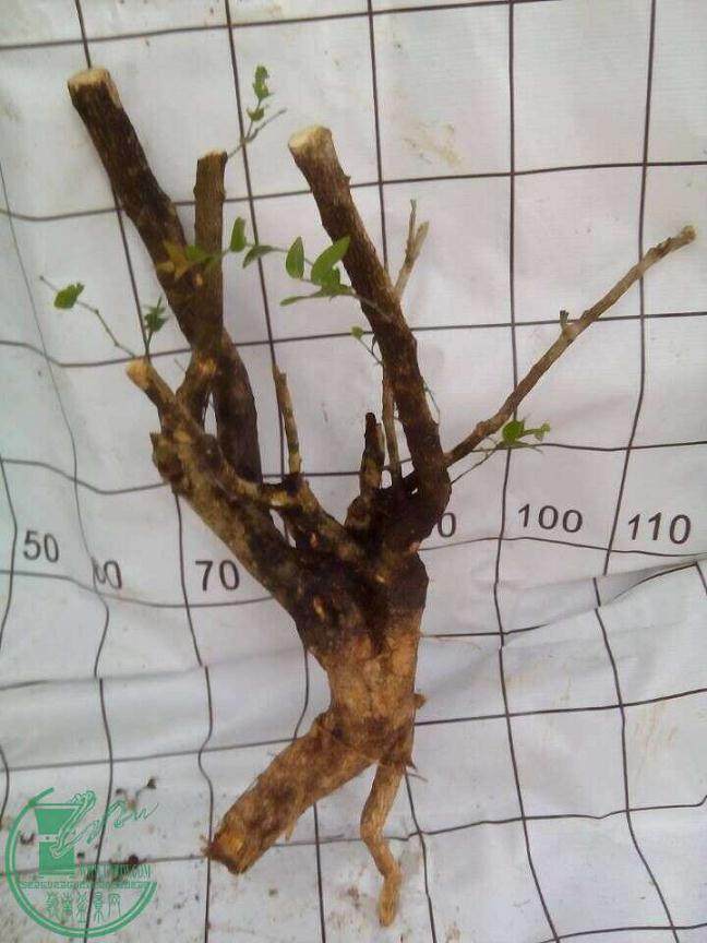 黄杨下山桩被砍头 还能发芽吗?