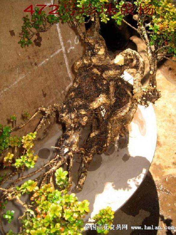 珍珠黄杨盆景应该怎么修根？