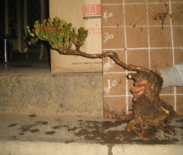 珍珠黄杨盆景应该怎么修根？