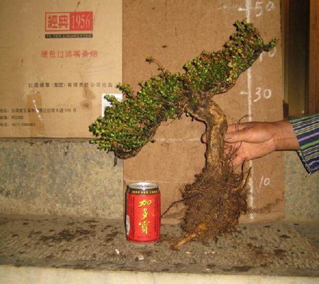 黄杨下山桩上盆后 怎么修根?