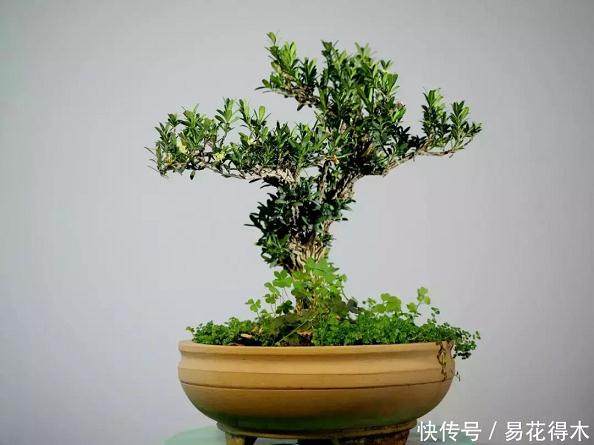 黄杨下山桩上盆后 怎么修根?