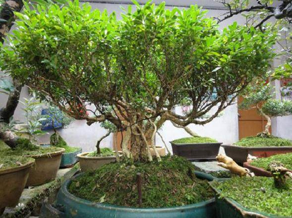 黄杨盆景什么时候移植 要注意什么