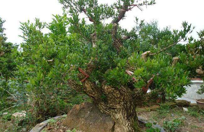 黄杨盆景什么时候移植 要注意什么