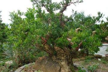 黄杨盆景什么时候移植 要注意什么