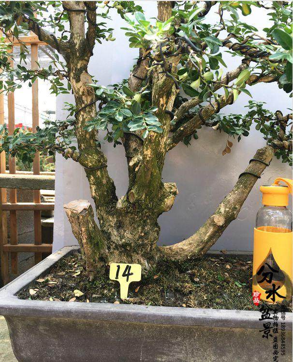 黄杨盆景的造型拿弯技巧