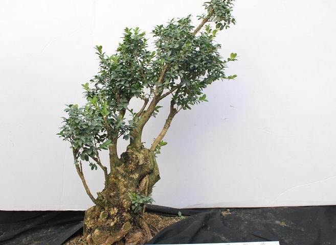 黄杨盆景根系怎么养粗?