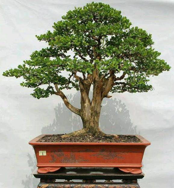 黄杨盆景想生根怎么促芽萌芽的技术