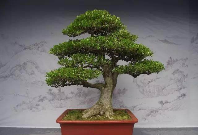 黄杨盆景想生根怎么促芽萌芽的技术