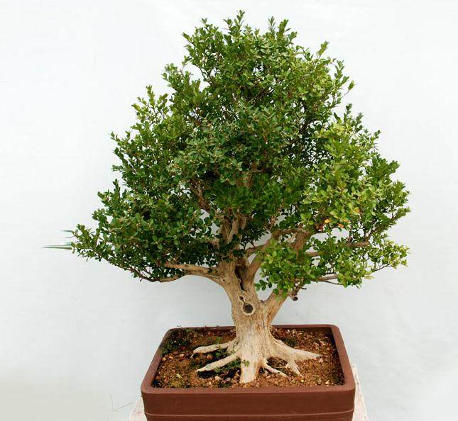 黄杨盆景的养坯与移栽上盆