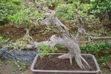 秋季雀舌黄杨老桩盆景怎样养坯与移栽上盆