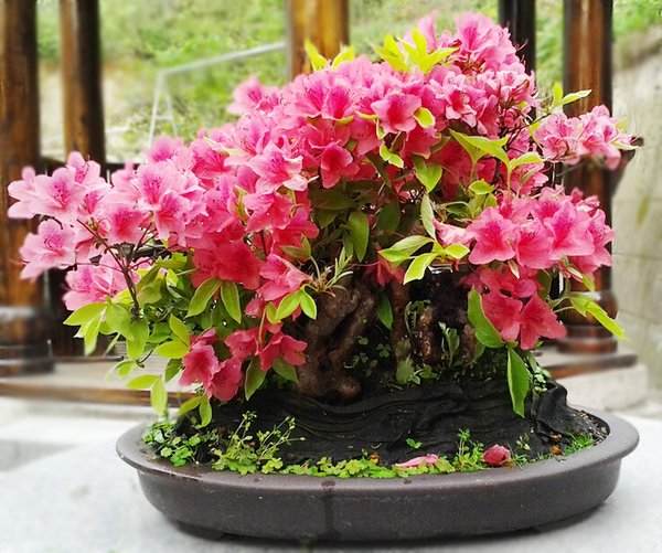 映山红盆景在花期后怎么修枝？