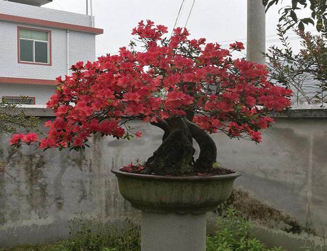 映山红盆景在花期后怎么修枝？