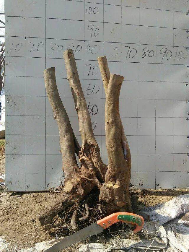 杜鹃花怎么嫁接映山红下山桩 我的方法 图片