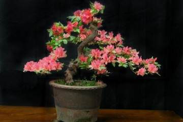 家庭盆栽 - 杜鹃花盆景栽培技术