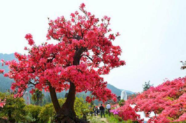 映山红盆景在生长旺盛期需要施肥 补充微量元素