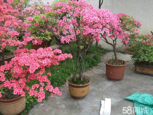 浅谈养护映山红盆景的6个技巧