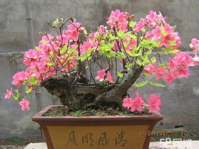 浅谈养护映山红盆景的6个技巧