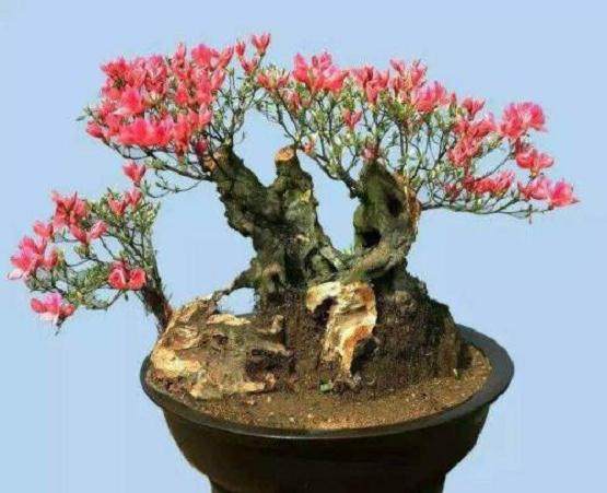 浅谈养护映山红盆景的6个技巧