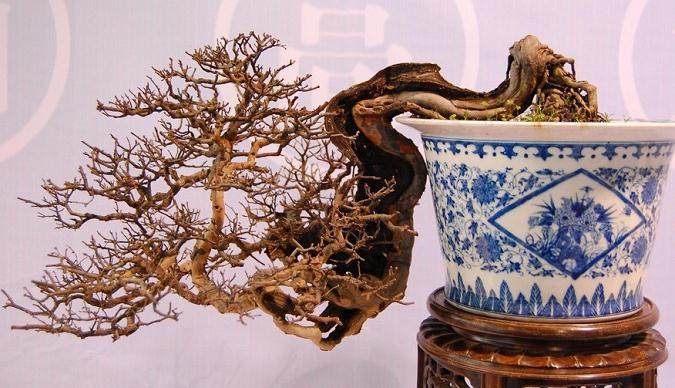 养护野生映山红盆景的5个步骤