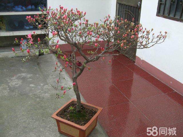 养护野生映山红盆景的5个步骤