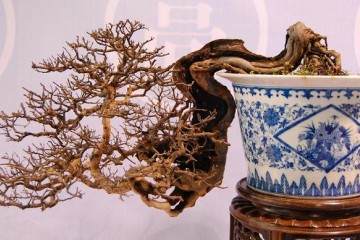 养护野生映山红盆景的5个步骤