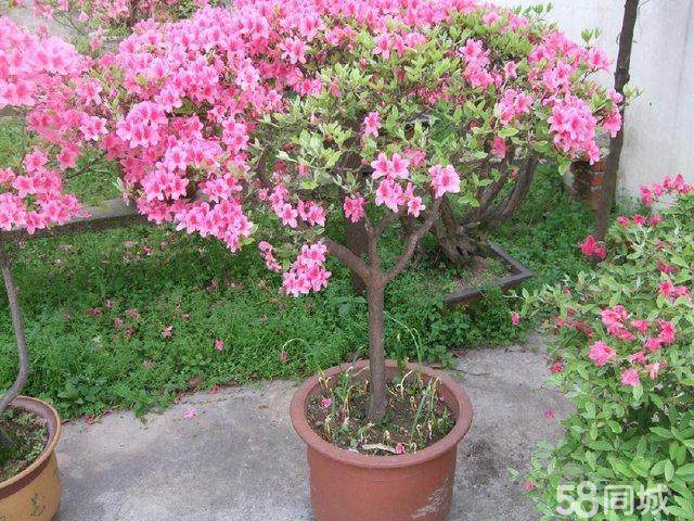 映山红下山桩的采桩与修桩