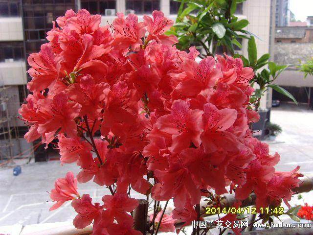 映山红下山桩的采桩与修桩