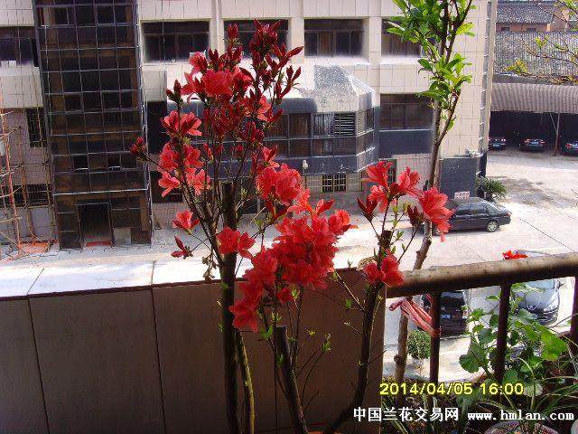 映山红盆景的4个栽培要点