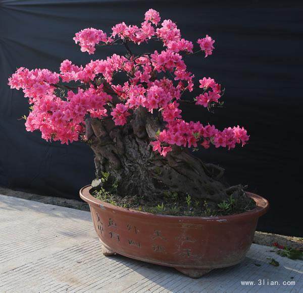 映山红盆景的4个栽培要点