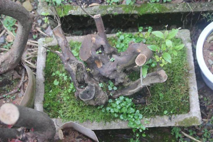 两男子盗窃映山红盆景被行政拘留....