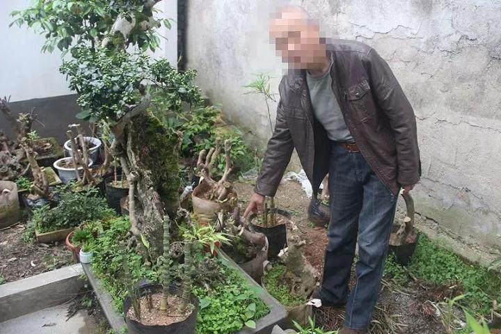 两男子盗窃映山红盆景被行政拘留....