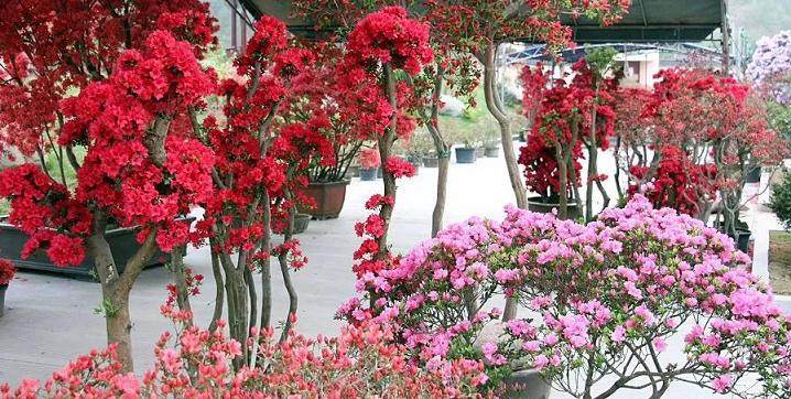 天台山首届映山红盆景文化节惊艳来袭