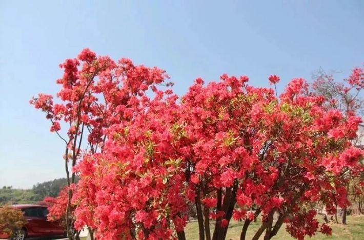 天台山首届映山红盆景文化节惊艳来袭