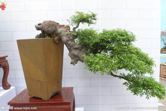 映山红盆景的5个养殖步骤