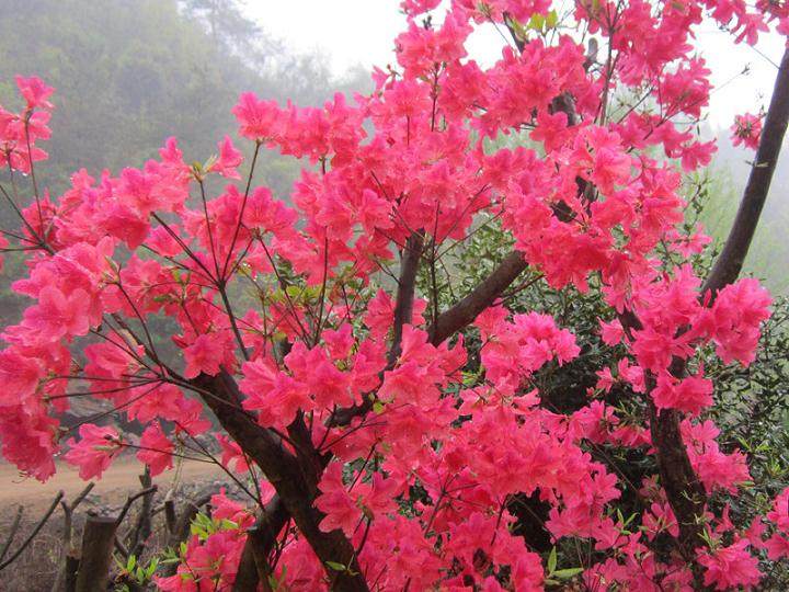 映山红盆景可以放家里收获爱情