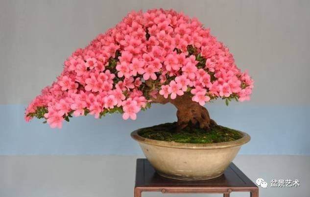 怎样制作杜鹃盆景?有3个步骤