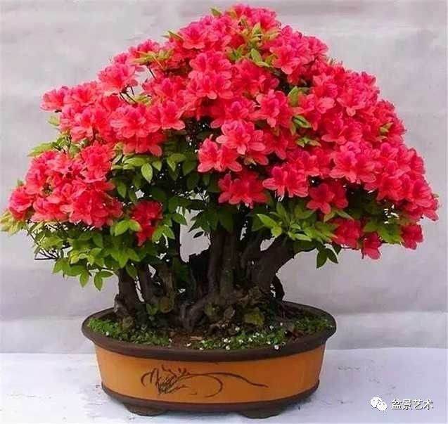 怎样制作杜鹃盆景?有3个步骤