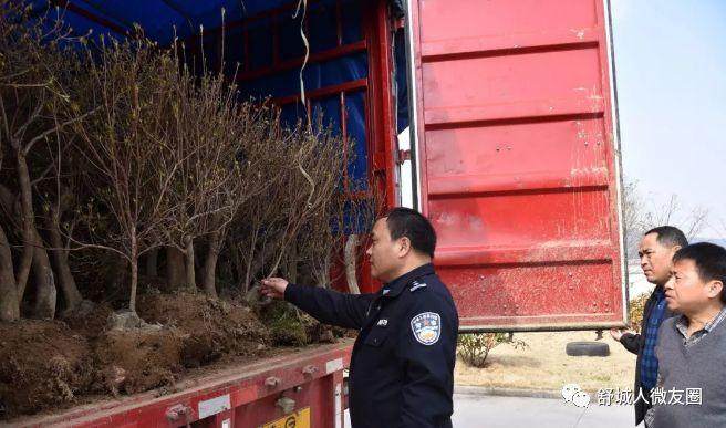 舒城的映山红下山桩 再也别随便挖了