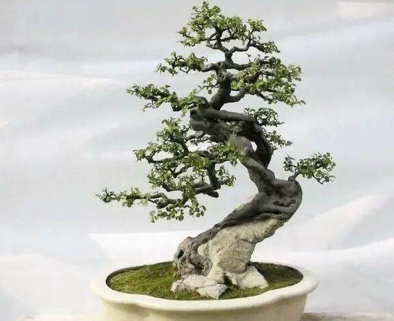 雀梅盆景修剪需要注意什么？5个步骤