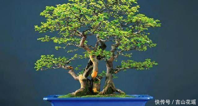 雀梅盆景修剪需要注意什么？5个步骤