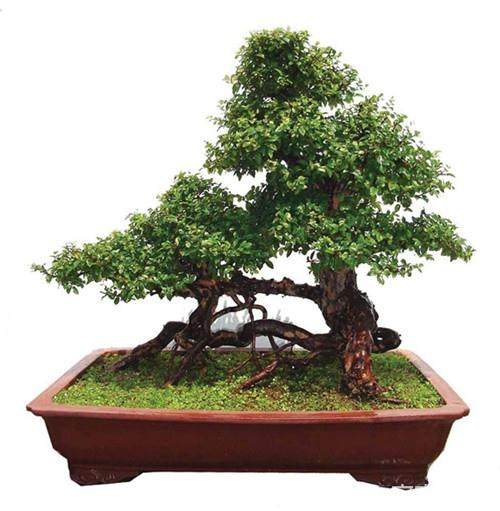 雀梅盆景的浇水与盆土