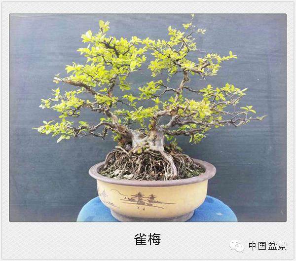 雀梅盆景的浇水与盆土