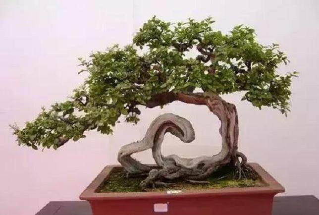 如何栽培雀梅盆景 成活率才比较高？