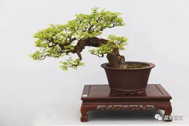 雀梅盆景的浇水与修剪