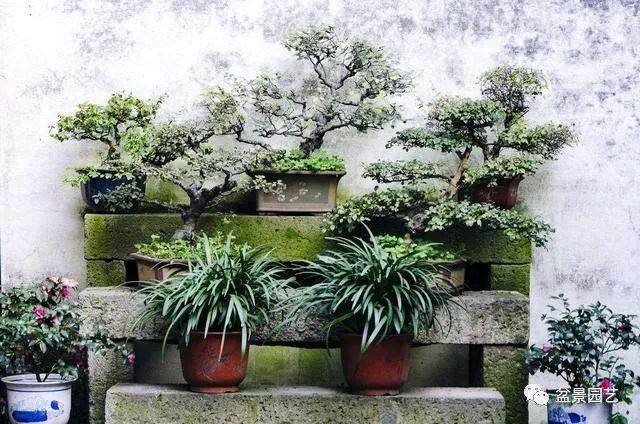 雀梅盆景的浇水与修剪