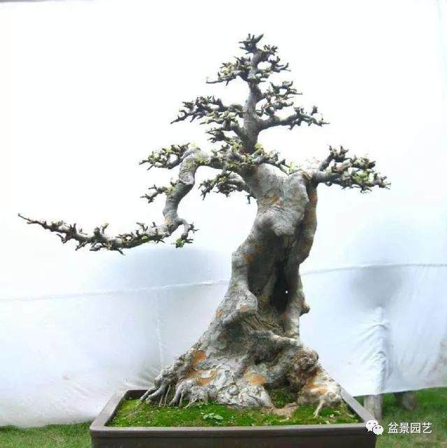 雀梅盆景的浇水与修剪