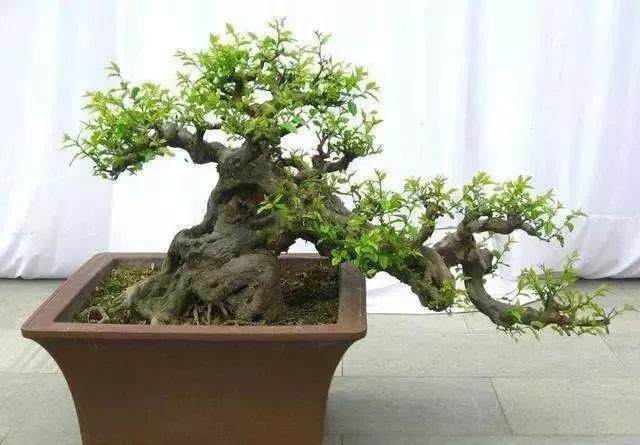 养好雀梅盆景要注意这5个要点