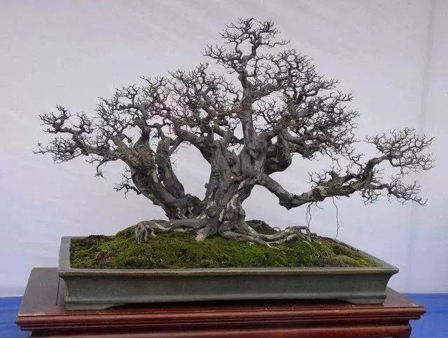 养好雀梅盆景要注意这5个要点